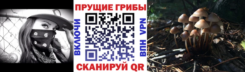 Купить где  Западная Двина  Галлюциногенные грибы MAGIC MUSHROOMS 